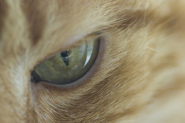 Green eye cat close up