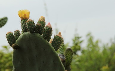 Fioritura del fico d'india