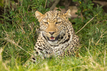Leopard