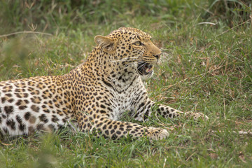 Leopard