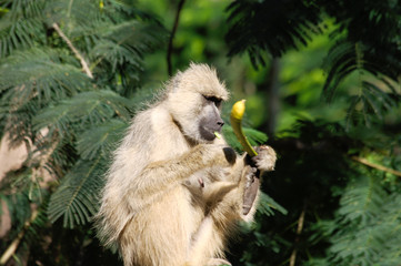 Baboon eating seed pod of flame tree.