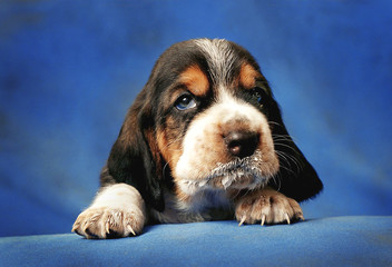 Pretty puppy with milk-stained mustache