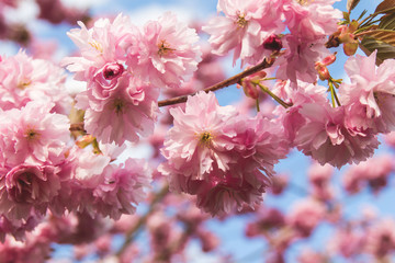 a branch with delicate pink flowers of Japanese cherry tree