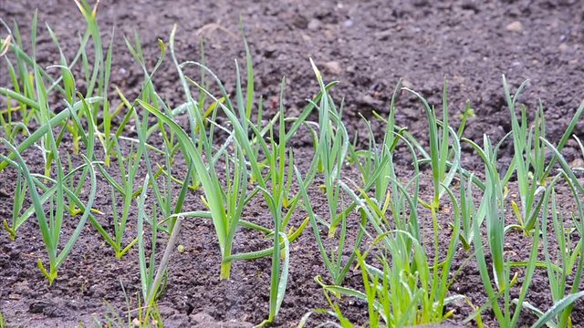 snow and rain falling asleep green leaf shoots of young garlic on a bed of garden in early spring in Russia