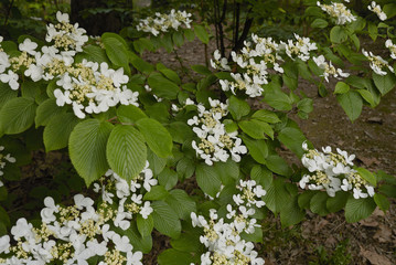 Viburnum plicatum