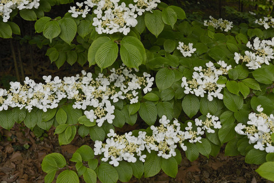 Viburnum Plicatum