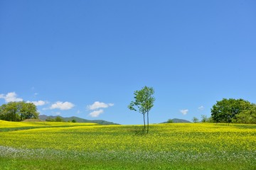 初夏の高原・青空と花の風景