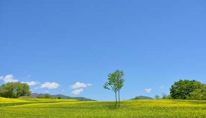 初夏の高原・青空と花の風景