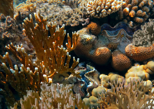 Coral reef with fire corals in tropical sea, underwater