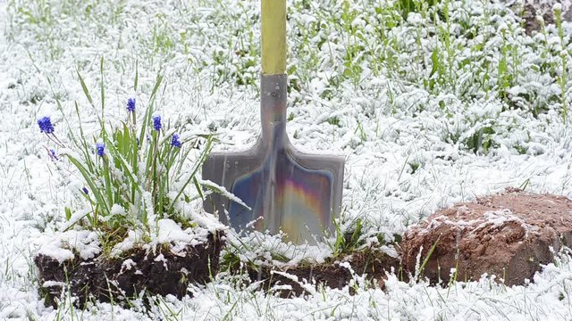 metal shovel and a Bush of blue flowers of Muscari ready for transplanting in the garden in the snow