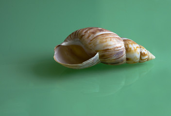 shell