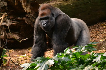 Mr Gorilla