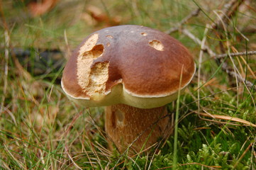 Mushroom I