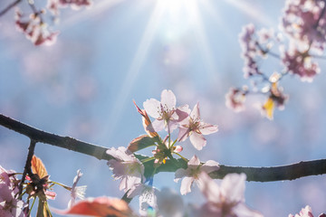 Cherry Blossom Sunshine