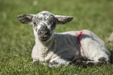 lamb
