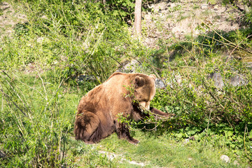 Bear Park in Bern, Switzerland