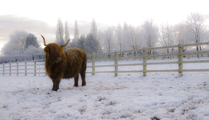 highland cow snow
