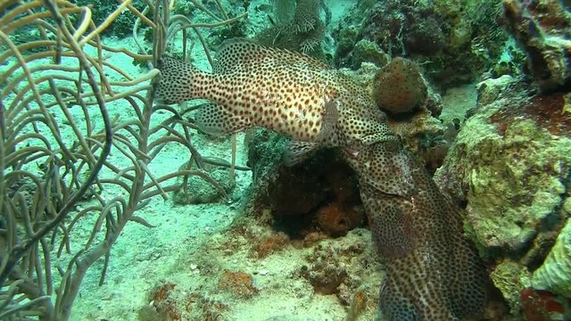 Fighting grouper in Caribbean sea