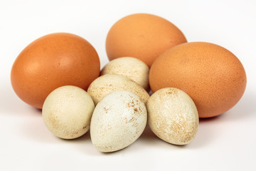 Partridge eggs beside chicken eggs with brown eggshell