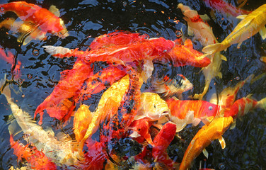 Koi carps crowding together competing for food.