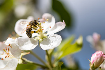 Bee collecting nectar