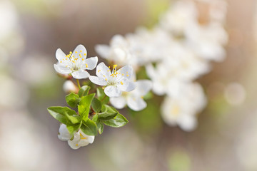 Flowering branch of cherry plum with young leaves, spring warm sunny soft pastel  background