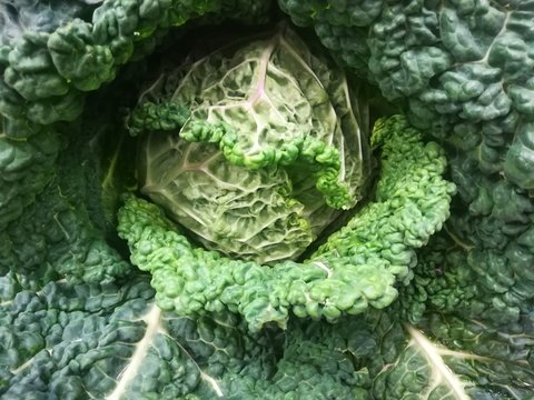 Cabbage, Vegetable, still life of kitchen ingredient