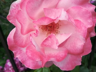 Rose pink, macro photo