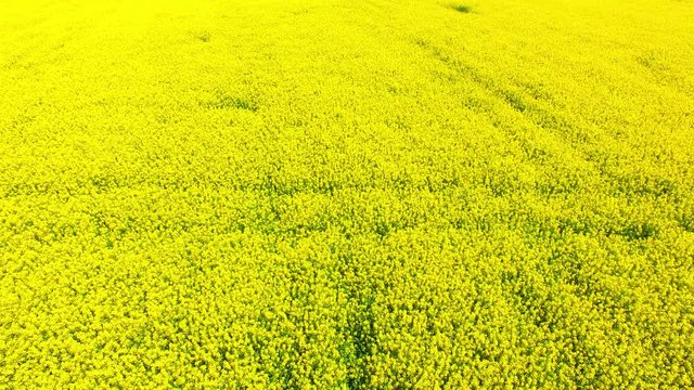 Camera flight over blooming rapeseed field. Renewable energy source. Farmers use drones to inspect of cultivated fields. Production of biofuel in Czech Republic, European Union. 