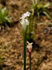 Fleischfressende Pflanze