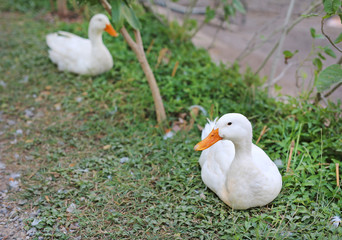 A white duck on the green grass field.