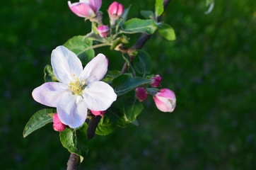 Blooming apple