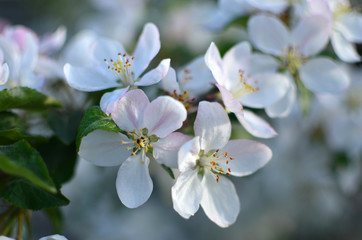 Fototapeta na wymiar Blooming apple