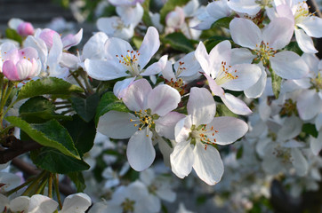 Blooming apple