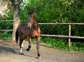 Horse playing in the paddock