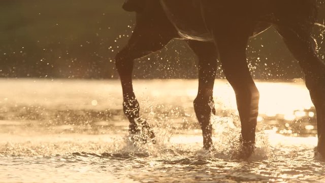 SLOW MOTION, CLOSE UP, DOF: Rear view of beautiful dark brown horse with unrecognizable rider wading through the river splashing waterdrops around in golden light sunset. Stallion walking in riverbed