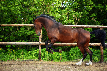 Horse playing in the paddock