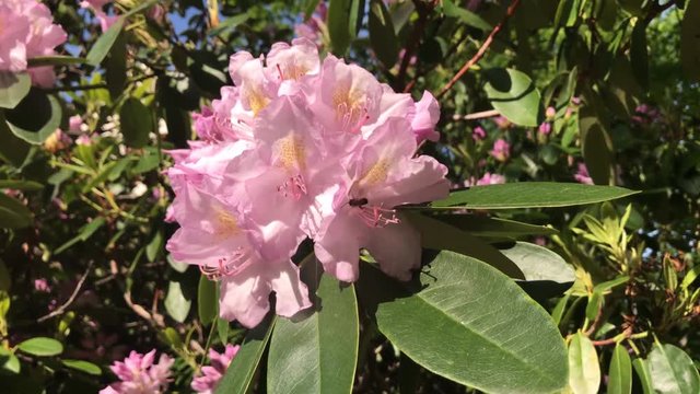 Rosa Azalee Busch Bl&uuml;te Rhododendren
