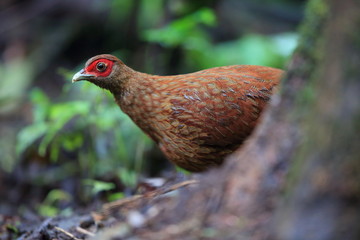 Salvadori's pheasant (Lophura inornata) female in Mt.Kerinci,Sumatra,Indonesia