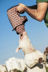 Bull Terrier Playing in the Park