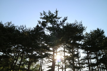 pine tree