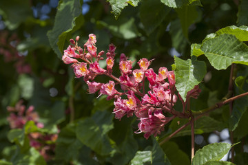 Obraz premium Kastanienblüte auf Baumzweigen