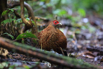 Salvadori's pheasant (Lophura inornata) female in Mt.Kerinci,Sumatra,Indonesia