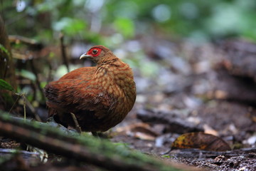 Salvadori's pheasant (Lophura inornata) female in Mt.Kerinci,Sumatra,Indonesia
