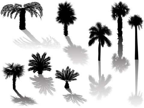 eight palm black silhouettes with shadows