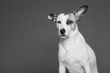 Mixed Breed Dog Studio Portrait