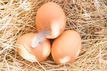 Eggs On Grass