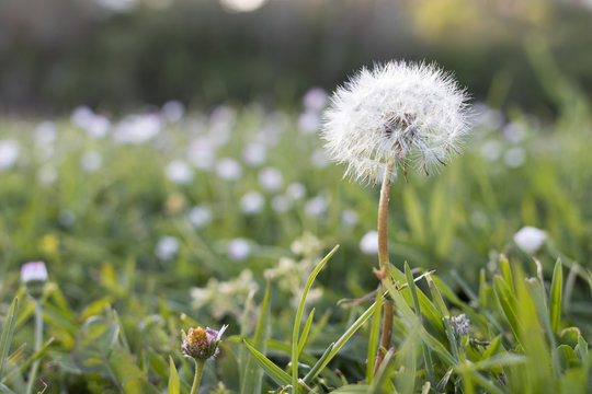 Closeup image of a dandelion(Taraxacum)  from a field full of dandelions