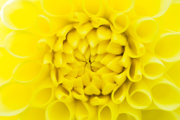 Dahlia Yellow Climax closeup