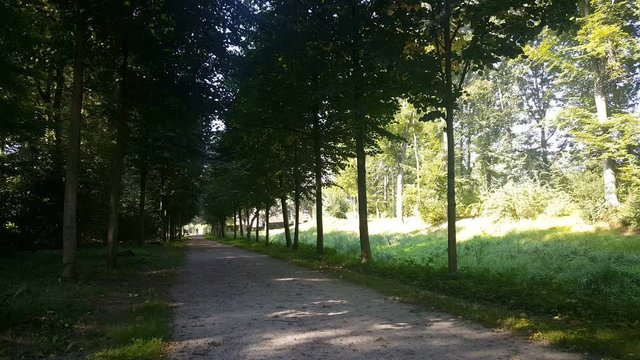 Avenue of trees in Netherlands